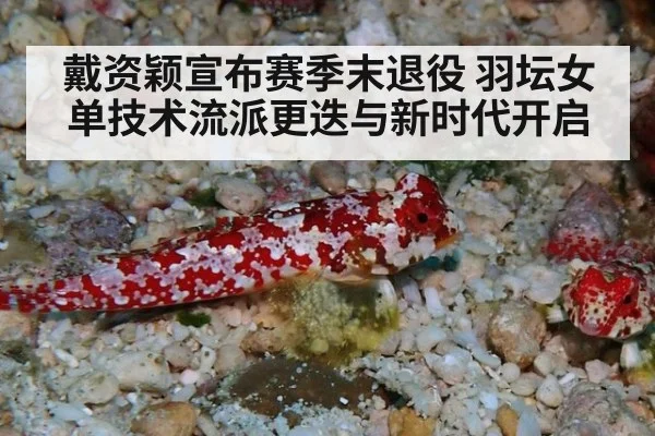 戴资颖宣布赛季末退役 羽坛女单技术流派更迭与新时代开启